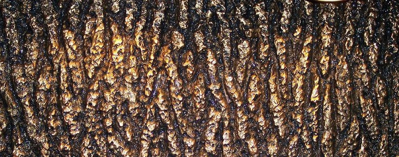 "The Original" Tree Bark Roller Set - Perfect Tree Bark Replicator Roller- 3 Rollers In Kit